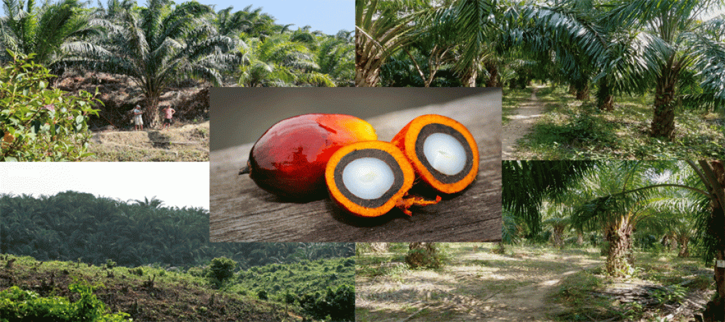 A feature on oil palm cultivation in Bangladesh