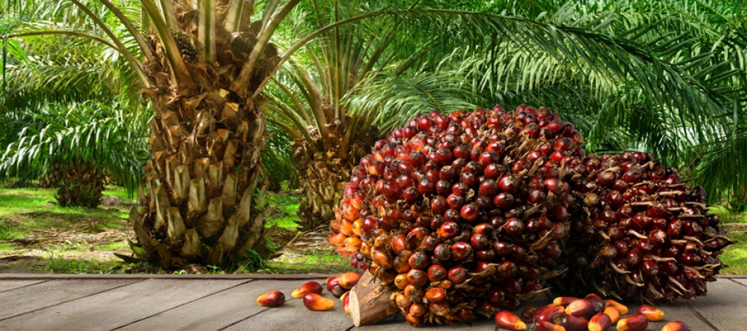 Palm oil market recovering as global trends change